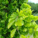 Fagus sylvatica 'Dawick Gold' feuille